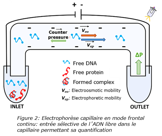 Utilisation de l’électrophorèse capillaire en mode frontal continu (FACCE) pour la caractérisation des interactions entre facteurs de transcription et séquences d’ADN cibles, un pas vers le développement d’un microsystème analytique.