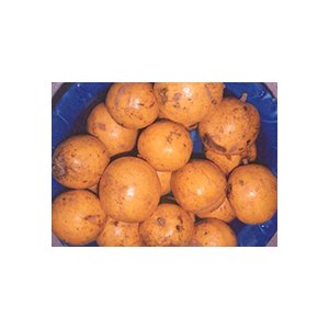 Fruits d'Irvingia gabonensis