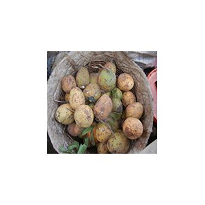 Fruits de Saba senegalensis
